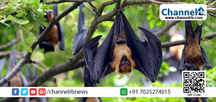 Read more about the article ആല്‍മരത്തില്‍ വവ്വാലുകൾ കൂട്ടത്തോടെ ചാവുന്നു; പെരിന്തൽമണ്ണയിൽ ആരോഗ്യ വകുപ്പ് പരിശോധന നടത്തി