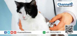 Read more about the article കാസര്‍കോട് പൂച്ച ചത്തത് കൊവിഡ് ബാധിച്ചോ?; സംശയം വര്‍ദ്ധിക്കുന്നു