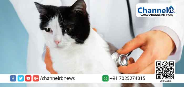 Read more about the article കാസര്‍കോട് പൂച്ച ചത്തത് കൊവിഡ് ബാധിച്ചോ?; സംശയം വര്‍ദ്ധിക്കുന്നു