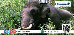 Read more about the article കണ്ണൂര്‍ ആ​റ​ളം ഫാ​മി​ലെ തൊ​ഴി​ലാ​ളി​യെ കാ​ട്ടാ​ന ചവിട്ടിക്കൊന്നു