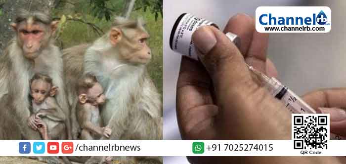 You are currently viewing സംസ്ഥാനത്ത് കൊവിഡ് ആശങ്ക തുടരുമ്പോള്‍ വയനാട്ടില്‍ കുരങ്ങുപനി ഭീഷണി; മുന്‍കരുതലായി 8627 പേര്‍ക്ക് വാക്‌സിനേഷന്‍ നല്‍കി