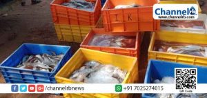 Read more about the article കേരളത്തിലെ വിവിധ ജില്ലകളിലേക്ക്  കടത്തുകയായിരുന്ന പഴകിയ മത്സ്യം ചെറുവത്തൂര്‍ ചെക്ക് പോസ്റ്റിൽ  പിടികൂടി