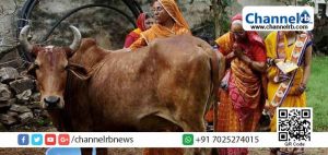 Read more about the article കൊറോണക്കെതിരെ ഗോ മൂത്ര പരീക്ഷണവുമായി ഗുജറാത്ത്;  ഗോമൂത്ര വില്‍പ്പനയില്‍ വന്‍ കുതിപ്പ്