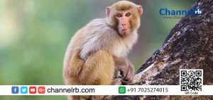 Read more about the article വയനാട്ടില്‍ വീണ്ടും കുരങ്ങുപനി; മരണം രണ്ടായി; ഈ വര്‍ഷം രോഗം സ്ഥിരീകരിച്ചത് 19 പേരില്‍; തിരുനെല്ലി പഞ്ചായത്ത് പരിധി കുരങ്ങുപനിയുടെ കേന്ദ്രമോ.?