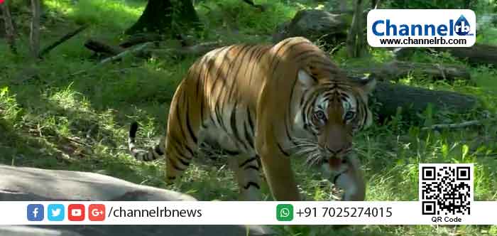 You are currently viewing മൃഗങ്ങളിലേക്കും കൊറോണ വ്യാപിക്കുന്നു; ന്യൂയോര്‍ക്കില്‍ മൃഗശാലയിലെ കടുവയിലും കൊറോണ ബാധ സ്ഥിരീകരിച്ചു