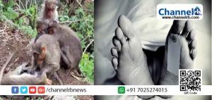 Read more about the article ആശങ്ക ഉയര്‍ത്തി കുരങ്ങുപനി: വയനാട്ടില്‍ ഒരാള്‍ കൂടി മരിച്ചു; പനിബാധിത മേഖലയിലുള്ളവര്‍ വനത്തിനുള്ളിലേക്ക് പോകുന്നത്  വിലക്കി  കളക്ടര്‍