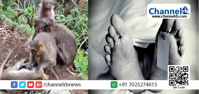 Read more about the article ആശങ്ക ഉയര്‍ത്തി കുരങ്ങുപനി: വയനാട്ടില്‍ ഒരാള്‍ കൂടി മരിച്ചു; പനിബാധിത മേഖലയിലുള്ളവര്‍ വനത്തിനുള്ളിലേക്ക് പോകുന്നത്  വിലക്കി  കളക്ടര്‍