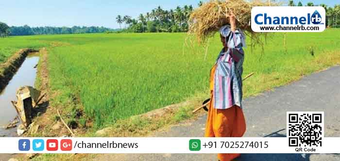 Read more about the article സുഭിക്ഷ കേരളം പദ്ധതി; കൃഷിയിറക്കാന്‍ കാഞ്ഞങ്ങാട് ബ്ലോക്ക് പഞ്ചായത്ത് കണ്ടെത്തിയത് 725 ഏക്കര്‍ സ്ഥലം