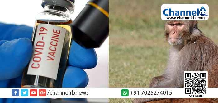 Read more about the article കോവിഡ് വാക്‌സിന്‍ പരീക്ഷണം: കുരങ്ങുകളെ ഉപയോഗിക്കാന്‍ അനുമതി നല്‍കി നാഷണല്‍ ഇന്‍സ്റ്റിറ്റ്യൂട്ട് ഓഫ് വൈറോളജി; മുപ്പത് കുരങ്ങുകളെ ഉടനെ പിടികൂടും