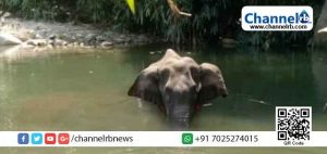 Read more about the article അമ്പലപ്പാറ വനമേഖലയിൽ കാട്ടാന ചരിഞ്ഞ സംഭവം; രണ്ട് പേർ പോലീസ് കസ്റ്റഡിയിൽ