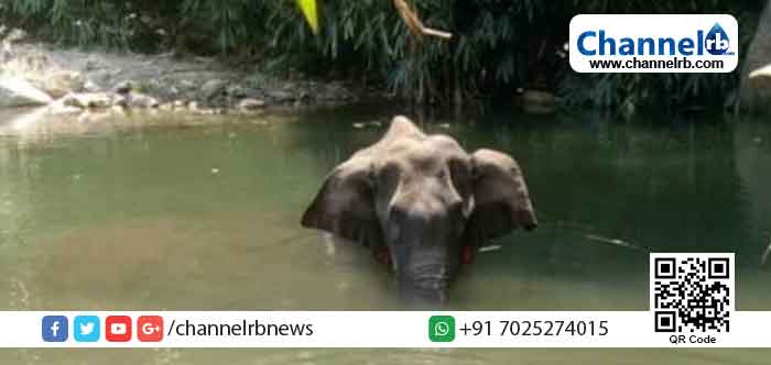 Read more about the article അമ്പലപ്പാറ വനമേഖലയിൽ കാട്ടാന ചരിഞ്ഞ സംഭവം; രണ്ട് പേർ പോലീസ് കസ്റ്റഡിയിൽ