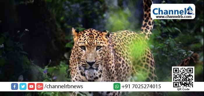 Read more about the article വയനാട്ടിൽ ജനവാസ മേഖലയിൽ പുള്ളിപ്പുലി കെണിയില്‍ കുടുങ്ങി; മോചിപ്പിക്കാന്‍ ശ്രമിക്കുന്നതിനിടെ രക്ഷപ്പെട്ടു; പിടികൂടാൻ ശ്രമം തുടരുമെന്ന് വനംവകുപ്പ്