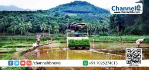 Read more about the article കോവിഡിലും തളരാതെ കര്‍ഷകര്‍: നാല് ഹെക്ടറോളം വരുന്ന ബളാല്‍ പാടത്ത് നെല്‍കൃഷിയിറക്കി