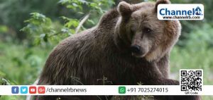 Read more about the article മനുഷ്യരെ ആക്രമിച്ച കരടിയെ കൊല്ലാൻ ഉത്തരവിട്ട്‌ അധികൃതര്‍;  ‘ വധശിക്ഷ ‘യ്ക്ക് സ്റ്റേ വേണമെന്ന ആവശ്യവുമായി  മൃഗസംരക്ഷകർ