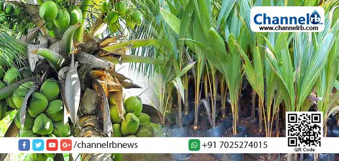 Read more about the article തെങ്ങിന്‍ തൈകളുമായി വ്യാജന്‍മാര്‍ ; പൊതുജനങ്ങള്‍ ശ്രദ്ധിക്കണം; മുന്നറിയിപ്പുമായി ഫാം ഇന്‍ഫര്‍മേഷന്‍ ബ്യൂറോ