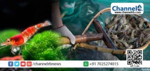 Read more about the article ചെമ്മീനില്‍ കൊവിഡ് പരിശോധന പോസിറ്റീവ് ആയെന്ന് ചൈന; ഭക്ഷണത്തിലൂടെയോ ശീതീകരിച്ച ഉല്‍പ്പന്നങ്ങളിലൂടെയോ രോഗാണുക്കള്‍ക്ക് പടരാന്‍ കഴിയുമോ എന്ന് ആശങ്ക