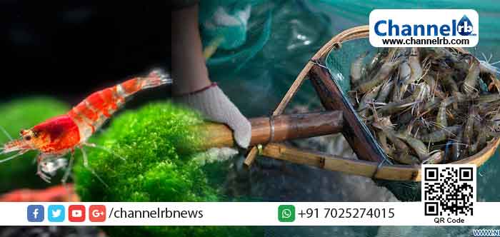 You are currently viewing ചെമ്മീനില്‍ കൊവിഡ് പരിശോധന പോസിറ്റീവ് ആയെന്ന് ചൈന; ഭക്ഷണത്തിലൂടെയോ ശീതീകരിച്ച ഉല്‍പ്പന്നങ്ങളിലൂടെയോ രോഗാണുക്കള്‍ക്ക് പടരാന്‍ കഴിയുമോ എന്ന് ആശങ്ക