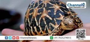 Read more about the article നക്ഷത്ര ആമയെ വിൽക്കാൻ ശ്രമിക്കുന്നതിനിടെ 7 പേർ അറസ്റ്റിൽ ; പിടിവീണത് വനം ഫ്‌ളയിങ് സ്ക്വാഡിന്‍റെ  വിദഗ്ദ്ധ നീക്കത്തിനൊടുവില്‍; ഏഴ്‌ വർഷം വരെ തടവ് ലഭിക്കാവുന്ന കുറ്റം