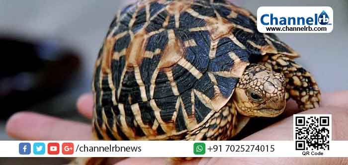 You are currently viewing നക്ഷത്ര ആമയെ വിൽക്കാൻ ശ്രമിക്കുന്നതിനിടെ 7 പേർ അറസ്റ്റിൽ ; പിടിവീണത് വനം ഫ്‌ളയിങ് സ്ക്വാഡിന്‍റെ  വിദഗ്ദ്ധ നീക്കത്തിനൊടുവില്‍; ഏഴ്‌ വർഷം വരെ തടവ് ലഭിക്കാവുന്ന കുറ്റം