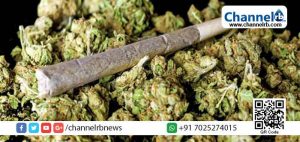 Read more about the article കഞ്ചാവ് കേസില്‍ ചരിത്രവിധിയുമായി തൃശൂര്‍ കോടതി; പ്രതികള്‍ക്ക് 15 വര്‍ഷം തടവും ഒരു ലക്ഷം രൂപ വീതം പിഴയും