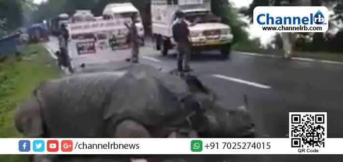 You are currently viewing റോഡില്‍ തളര്‍ന്നുറങ്ങുന്ന കണ്ടാമൃഗം; ശല്യം ചെയ്യാതെ സൗകര്യമൊരുക്കി യാത്രക്കാര്‍; പ്രളയം നാശംവിതയ്ക്കുന്ന അസമില്‍ നിന്നുള്ള ഒരു കാഴ്ച