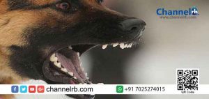 Read more about the article തെരുവുനായയുടെ കടിയേറ്റ് കുട്ടികളടക്കം നിരവധി പേര് ആശുപത്രിയിൽ; കാസർകോട് പുതിയ ബസ് സ്റ്റാന്‍ഡ് പരിസരത്തും സമീപ പ്രദേശങ്ങളിലും ഉത്രാടദിനത്തില്‍ പരിഭ്രാന്തി; ആക്രമണം നടത്തിയത് കറുപ്പും വെള്ളയും നിറമുള്ള നായ