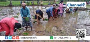 Read more about the article സുഭിക്ഷ കേരളം: തരിശ് ഭൂമിയിലും കൃഷിഭൂമിയിലുമെല്ലാം നൂറുമേനി; പദ്ധതി ഉത്സവമാക്കി കാഞ്ഞങ്ങാട് ബ്ലോക്ക് പഞ്ചായത്ത്