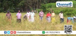 Read more about the article സുഭിക്ഷ കേരളം: കരനെല്‍ കൃഷിയില്‍ നൂറുമേനി വിളവ്; വിത മുതല്‍ കൊയ്ത്തു വരെ ചെയ്തത്  കുടുംബാംഗങ്ങള്‍