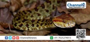 Read more about the article മഴക്കാലം; വീട്ടുവളപ്പിലും മറ്റും പാമ്പ് ശല്യം വർദ്ധിക്കുന്നു;  പാമ്പ് കടിയേറ്റുള്ള മരണം ഒഴിവാക്കാന്‍  ആരോഗ്യ വകുപ്പിന്‍റെ ഈ  നിര്‍ദ്ദേശങ്ങള്‍ പാലിക്കുക