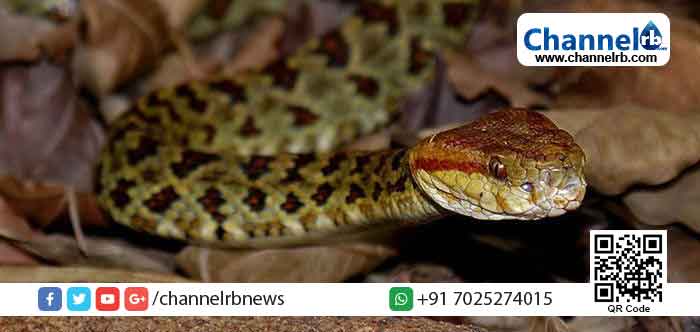 You are currently viewing മഴക്കാലം; വീട്ടുവളപ്പിലും മറ്റും പാമ്പ് ശല്യം വർദ്ധിക്കുന്നു;  പാമ്പ് കടിയേറ്റുള്ള മരണം ഒഴിവാക്കാന്‍  ആരോഗ്യ വകുപ്പിന്‍റെ ഈ  നിര്‍ദ്ദേശങ്ങള്‍ പാലിക്കുക