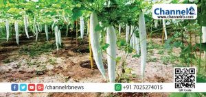 Read more about the article കാര്‍ഷികോല്‍പ്പന്നങ്ങള്‍ക്ക് വിപണി കണ്ടെത്താന്‍ വേറിട്ട പദ്ധതികളുമായി കാസര്‍കോട് ജില്ല