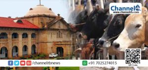 Read more about the article ഗോവധ നി​രോ​ധ​ന നി​യ​മം  ഉ​ത്ത​ര്‍​പ്ര​ദേ​ശി​ല്‍ ദു​രു​പ​യോ​ഗം ചെ​യ്യ​പ്പെ​ടുന്നു; രൂക്ഷ വിമര്‍ശനവുമായി അ​ല​ഹാ​ബാ​ദ് ഹൈ​ക്കോ​ട​തി