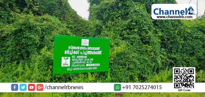 You are currently viewing അതിജീവന വേരുറപ്പിച്ച് മടിക്കൈയിലെ പച്ചത്തുരുത്തുകള്‍;  100 പച്ചത്തുരുത്തുകള്‍ ലക്ഷ്യമിട്ട് പഞ്ചായത്ത്