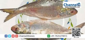 Read more about the article നൂറ്റാണ്ടുകളുടെ പഴക്കമുണ്ടെന്ന് കരുതുന്ന അപൂര്‍വ മത്സ്യകുടുംബം മലപ്പുറത്ത്