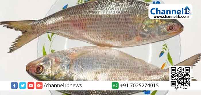 You are currently viewing നൂറ്റാണ്ടുകളുടെ പഴക്കമുണ്ടെന്ന് കരുതുന്ന അപൂര്‍വ മത്സ്യകുടുംബം മലപ്പുറത്ത്