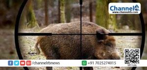 Read more about the article ജീവനും വിളകള്‍ക്കും ഭീഷണിയാകുന്ന കാട്ടുപന്നികൾ; വെടിവെയ്ക്കാന്‍ അപേക്ഷിക്കുന്നവര്‍ക്ക് അനുമതി നല്‍കും; നിയമവിധേയമായി വെടി വെക്കുന്നവര്‍ക്ക് 1000 രൂപ പാരിതോഷികം