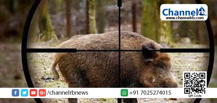 Read more about the article ജീവനും വിളകള്‍ക്കും ഭീഷണിയാകുന്ന കാട്ടുപന്നികൾ; വെടിവെയ്ക്കാന്‍ അപേക്ഷിക്കുന്നവര്‍ക്ക് അനുമതി നല്‍കും; നിയമവിധേയമായി വെടി വെക്കുന്നവര്‍ക്ക് 1000 രൂപ പാരിതോഷികം