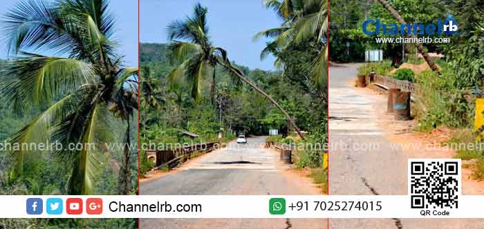 Read more about the article അപകടം സംഭവിച്ചതിന് ശേഷം ഉണരുന്ന നമ്മുടെ ഉദ്യോഗസ്ഥ ഭരണ കർത്താക്കൾ അടിയന്തിര നടപടി സ്വീകരിക്കണം; ഈ തെങ്ങ് മുറിച്ചു മാറ്റിയില്ലെങ്കിൽ മരണവും സംഭവിക്കാം