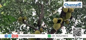 Read more about the article രാത്രി വീട്ടിനുള്ളില്‍ കിടന്നുറങ്ങി; വീട്ടമ്മയെ പുലര്‍ച്ചെ കണ്ടത് പ്ലാവിന്‍റെ 22 അടിയോളം ഉയരത്തിലുള്ള കൊമ്പിൽ