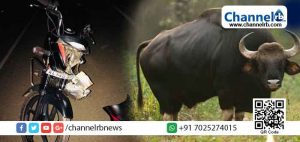 Read more about the article കാട്ടുപോത്തിന്‍റെ ആക്രമണത്തില്‍ ബൈക്ക് യാത്രികന് പരിക്കേറ്റു; ദേലംപാടിയില്‍ വന്യമൃഗങ്ങളുടെ ശല്യവും ആക്രമണവും വര്‍ദ്ധിക്കുന്നതായി നാട്ടുകാര്‍; മുഖം തിരിച്ച് അധികൃതര്‍