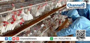 Read more about the article പക്ഷിപ്പനി: കാസർകോട്  ജില്ലയിലും ജാഗ്രതപാലിക്കണമെന്ന് ജില്ലാ മെഡിക്കല്‍ ഓഫീസര്‍; പ്രതിരോധമാര്‍ഗങ്ങള്‍ അറിയാം