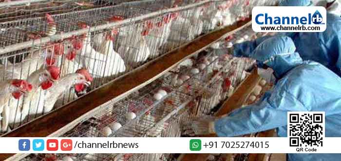 Read more about the article പക്ഷിപ്പനി: കാസർകോട്  ജില്ലയിലും ജാഗ്രതപാലിക്കണമെന്ന് ജില്ലാ മെഡിക്കല്‍ ഓഫീസര്‍; പ്രതിരോധമാര്‍ഗങ്ങള്‍ അറിയാം