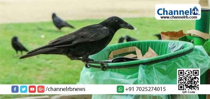 Read more about the article ചത്തു വീണ കാക്കകളിൽ പക്ഷിപ്പനി വൈറസ്; രാജസ്ഥാനിൽ ജാഗ്രതാ നിർദ്ദേശം