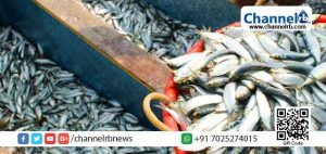 Read more about the article പ്രത്യുൽപാദന ഘട്ടത്തിലെത്തിയിട്ടില്ല; മത്തിയെ പിടിക്കുന്നതിൽ കരുതൽ വേണമെന്ന് കേന്ദ്ര സമുദ്രമത്സ്യ ഗവേഷണ കേന്ദ്രം