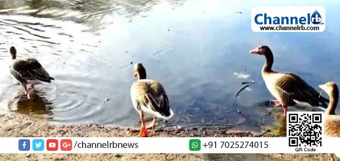 Read more about the article പക്ഷിപ്പനി പ്രതിരോധം; കോട്ടയം നീണ്ടൂരില്‍ കൊന്നത് 7597 താറാവുകളെയും 132 കോഴികളെയും