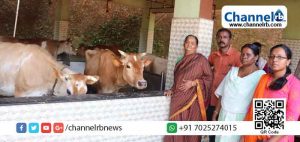 Read more about the article കോവിഡ് പ്രതിസന്ധിയിലും കാസർകോട് ജില്ലയില്‍ പാലുല്‍പാദനത്തില്‍  വര്‍ദ്ധനവ്; ഏറ്റവും കൂടുതല്‍ പ്രതിദിന പാല്‍ സംഭരണം പരപ്പ ബ്ലോക്കില്‍