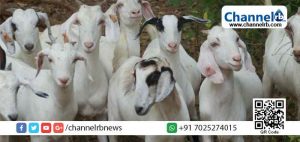 Read more about the article ദക്ഷിണേന്ത്യയിലെ ഏറ്റവും വലിയ സര്‍ക്കാര്‍ ആട് ഫാം ബേഡഡുക്കയില്‍ വരുന്നു; നിര്‍മ്മാണോദ്ഘാടനം ഫെബ്രുവരി മൂന്നിന്