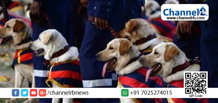 You are currently viewing പോലീസ് നായ്ക്കൾ വരുന്നു കൊവിഡ് കണ്ടെത്താൻ; ഇന്ത്യയിലാദ്യമായി നടപ്പാക്കുന്നത് കേരളത്തിൽ