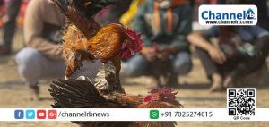 Read more about the article കോഴിപ്പോരിനിടെ കത്തി കയറി മധ്യവയസ്കന്‍റെ മരണം; കോഴി പോലീസ് കസ്റ്റഡിയിൽ