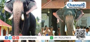 Read more about the article ഗുരുവായൂരപ്പന്റെ തിടമ്പേറ്റുന്ന കൊമ്പൻ വലിയ കേശവന്‍ ചരിഞ്ഞു